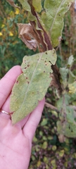 Verbascum
