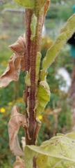 Verbascum
