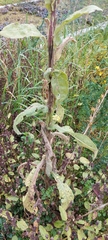 Verbascum