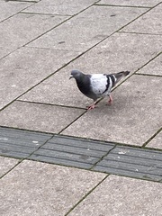 Columba livia domestica