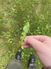 Taraxacum officinale