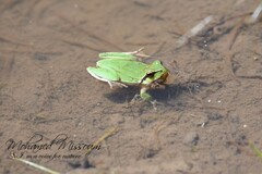 Hyla meridionalis