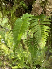 Polypodiopsida