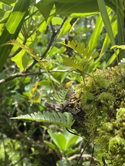 Polypodiopsida
