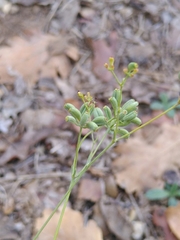 Bupleurum rigidum
