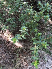 Rhododendron noriakianum