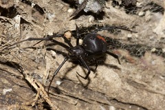 Latrodectus hasselti