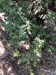Rhododendron noriakianum