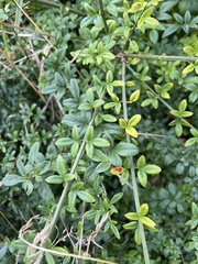 Ligustrum vulgare