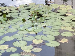 Jacana spinosa