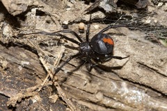 Latrodectus hasselti