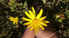 Grindelia tarapacana