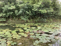 Jacana spinosa