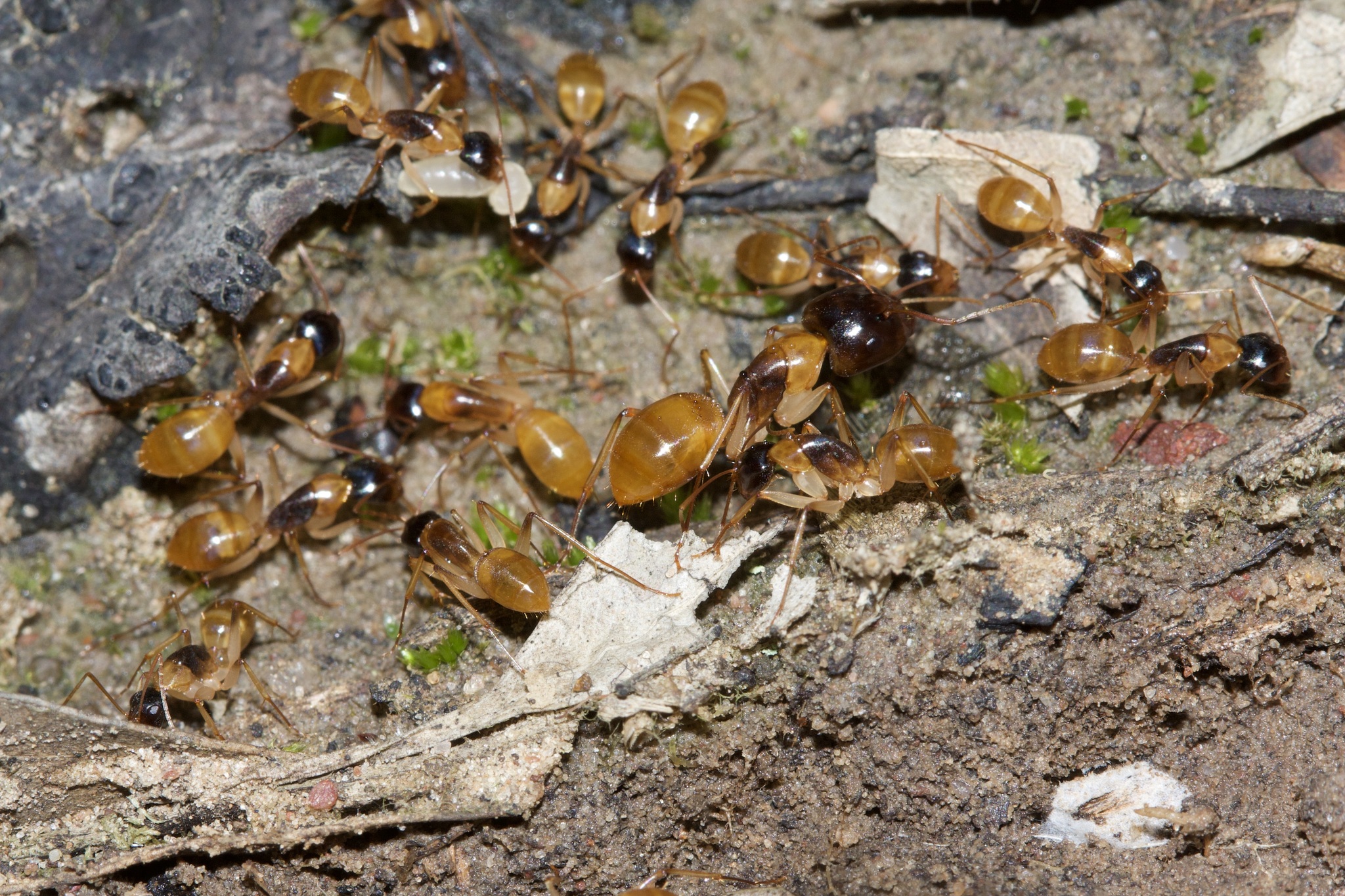 Camponotus woodroffeensis