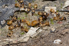 Camponotus