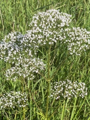 Valeriana officinalis