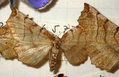 Selenia dentaria
