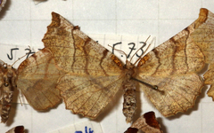 Selenia dentaria