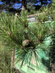Pinus taiwanensis