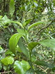 Cestrum