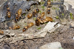 Camponotus