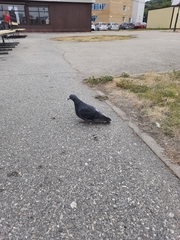 Columba livia domestica