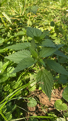 Urtica dioica