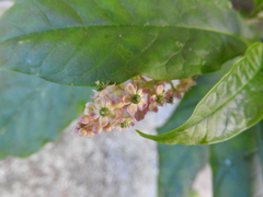 Phytolacca americana