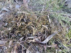 Pultenaea microphylla