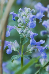 Nepeta