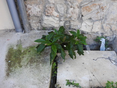 Phytolacca americana