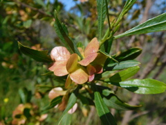 Dodonaea viscosa spatulata
