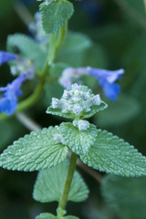 Nepeta