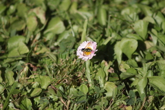 Chrysotoxum festivum