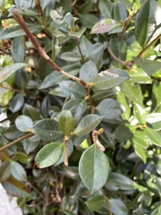 Trachelospermum jasminoides