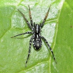 Nyssus coloripes