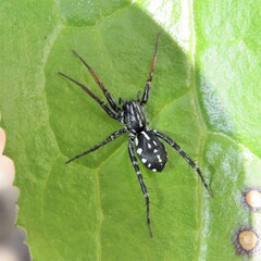 Nyssus coloripes