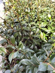 Trachelospermum jasminoides