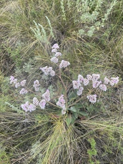 Goniolimon speciosum