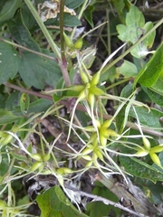 Clematis apiifolia
