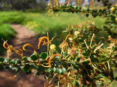 Acacia acinacea