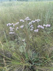Goniolimon speciosum