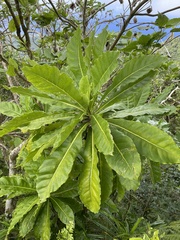 Meryta pauciflora