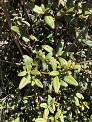 Rhododendron rubropilosum taiwanalpinum