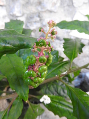 Phytolacca americana
