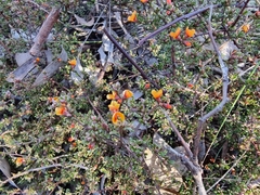 Pultenaea microphylla