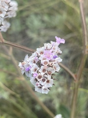 Goniolimon speciosum