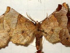 Selenia lunularia