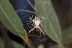 Argiope