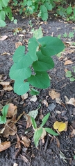 Aristolochia clematitis